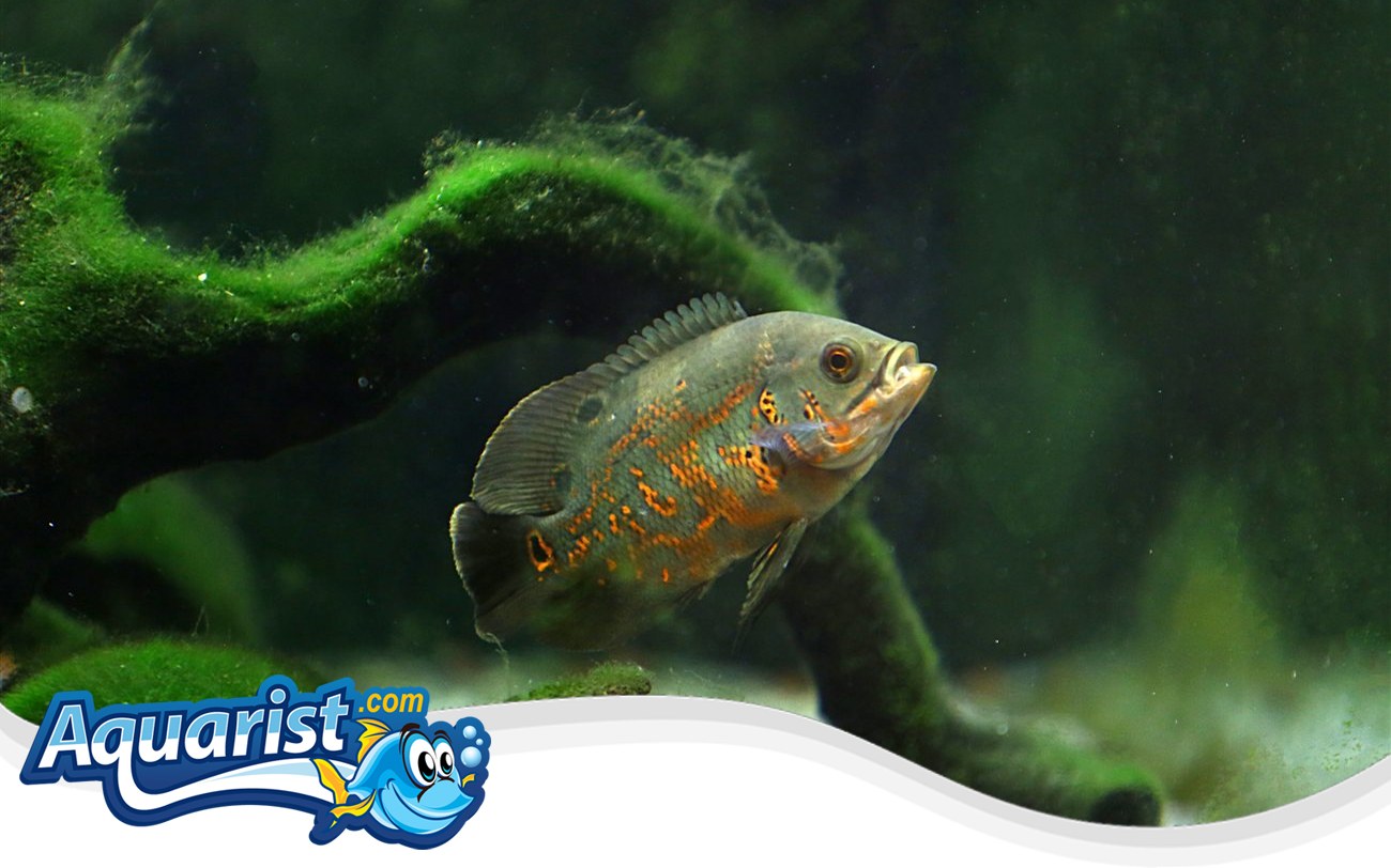 Oscar – Astronotus ocellatus Oscar (Astronotus ocellatus) in a freshwater aquarium