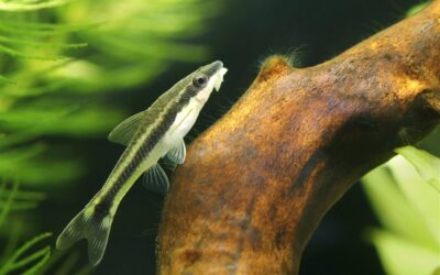 Otocinclus Catfish