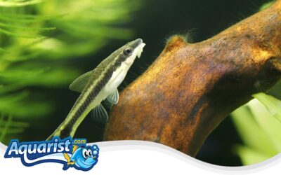 Otocinclus Catfish