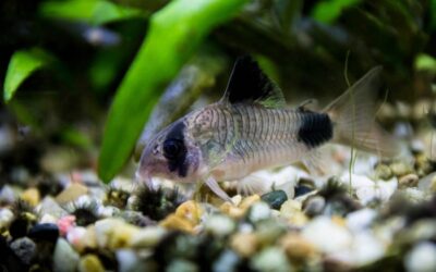 Panda Cory