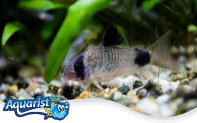 Panda Cory