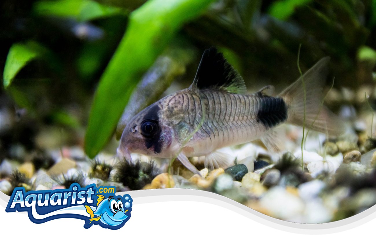 Panda Cory – Corydoras panda Panda Cory (Corydoras panda) in a freshwater aquarium