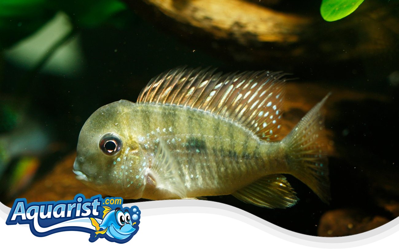 Paraguay Eartheater – Gymnogeophagus balzanii Paraguay Eartheater (Gymnogeophagus balzanii) in a freshwater aquarium