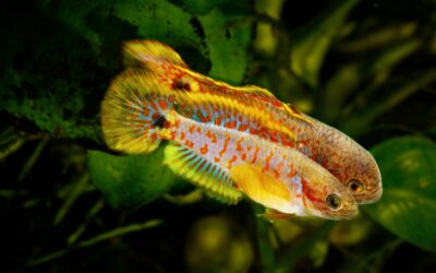 Peacock Gudgeon