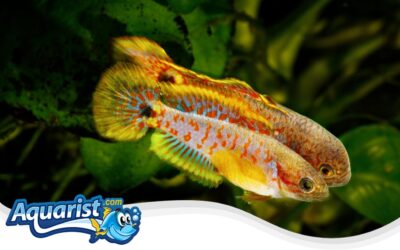 Peacock Gudgeon