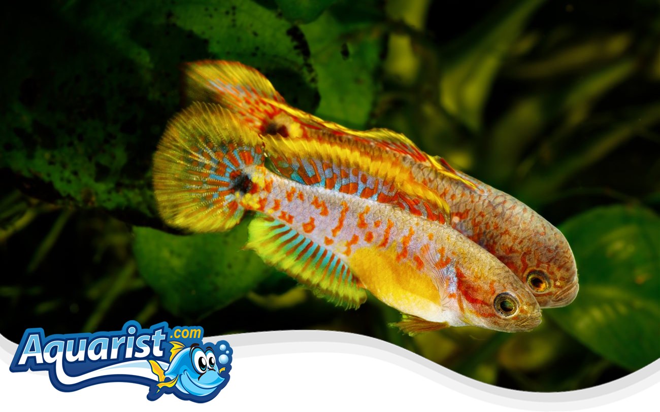 Peacock Gudgeon – Tateurndina ocellicauda Peacock Gudgeon (Tateurndina ocellicauda) in a freshwater aquarium
