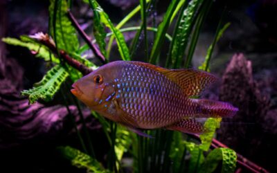 Pearl Cichlid
