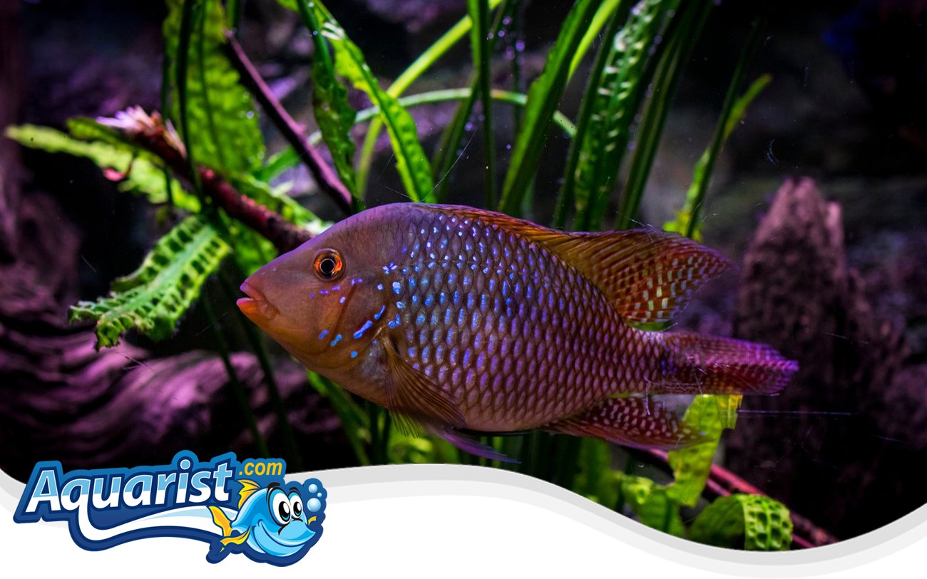Pearl Cichlid – Geophagus brasiliensis Pearl Cichlid (Geophagus brasiliensis) in a freshwater aquarium