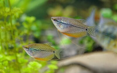 Pearl Gourami