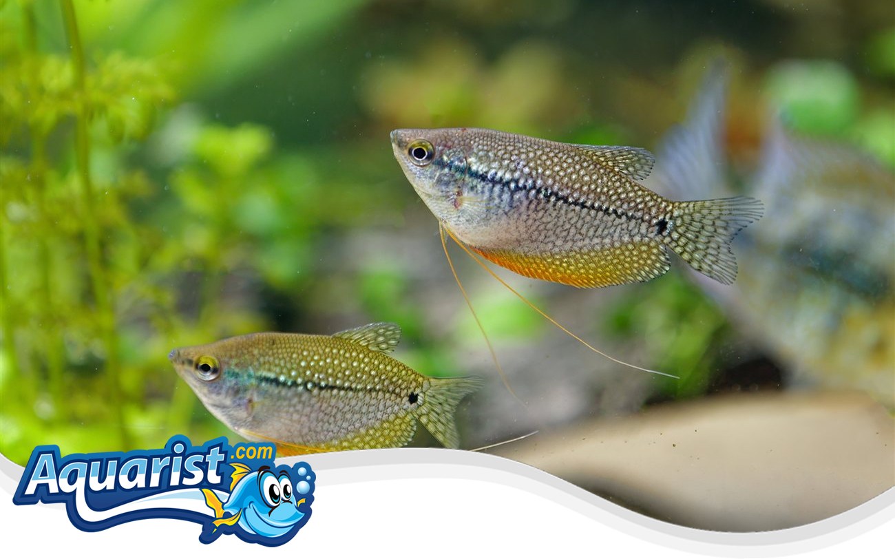 Pearl Gourami – Trichopodus leerii Pearl Gourami (Trichopodus leerii) in a freshwater aquarium