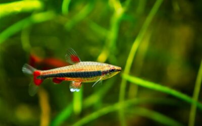 Pencilfish