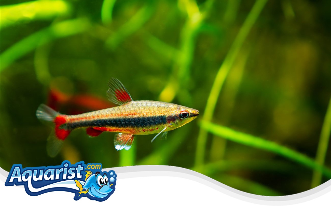 Pencilfish – Nannostomus sp Pencilfish (Nannostomus sp) in a freshwater aquarium