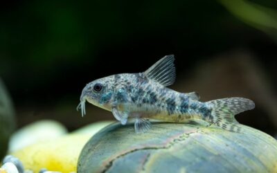 Peppered Cory