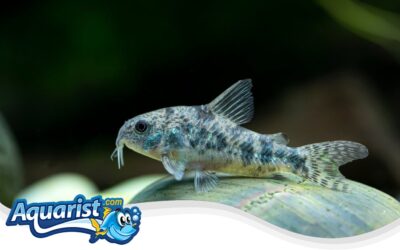 Peppered Cory