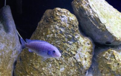 Pindani Cichlid