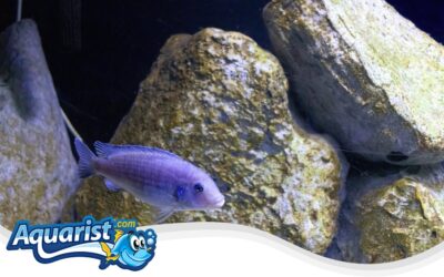 Pindani Cichlid