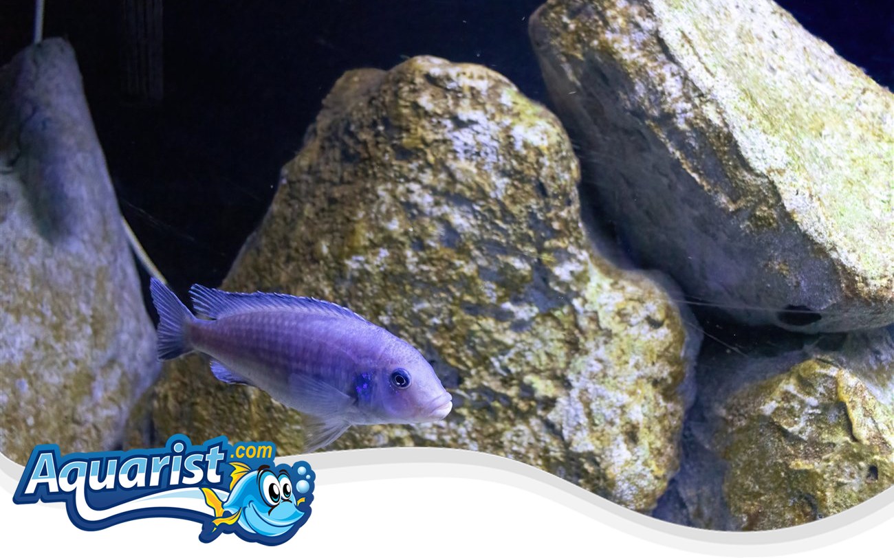 Pindani Cichlid – Pseudotropheus socolofi Pindani Cichlid (Pseudotropheus socolofi) in a freshwater aquarium