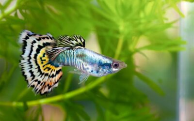 Platinum Guppy