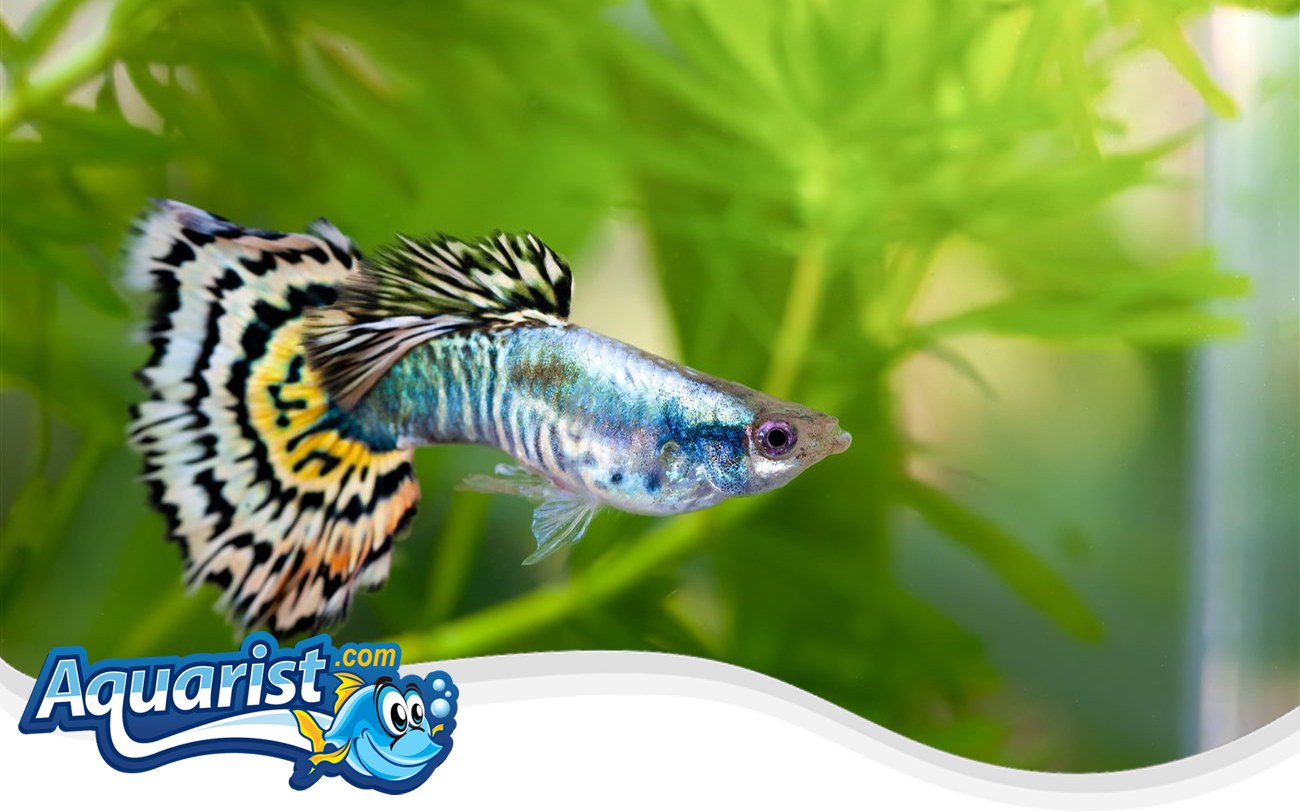 Platinum Guppy – Poecilia reticulata Platinum Guppy (Poecilia reticulata) in a freshwater aquarium