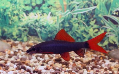 Rainbow Shark