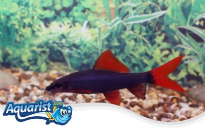 Rainbow Shark