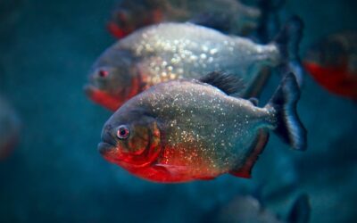 Red-bellied Piranha