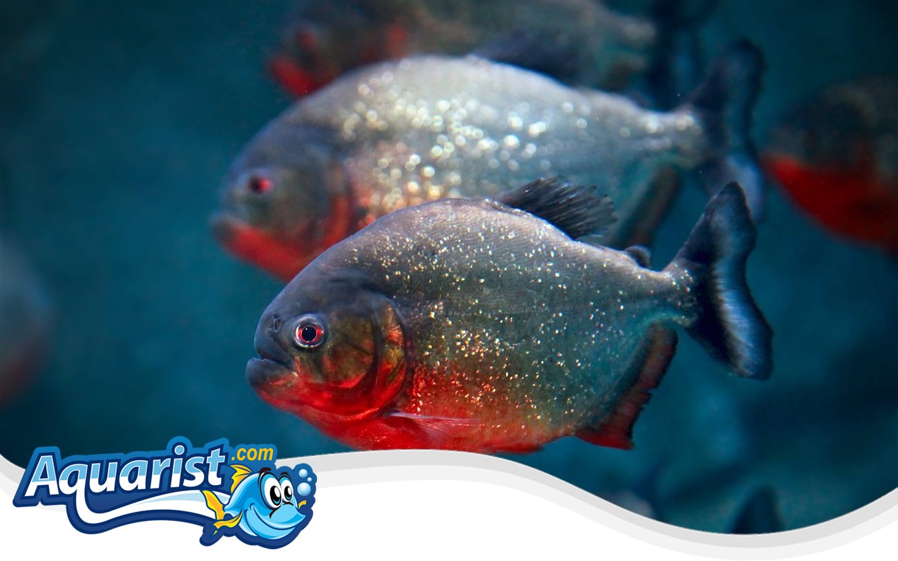 Red-bellied Piranha (Pygocentrus nattereri) in a freshwater aquarium