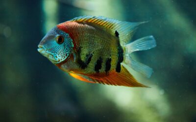 Red Shoulder Severum