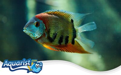 Red Shoulder Severum
