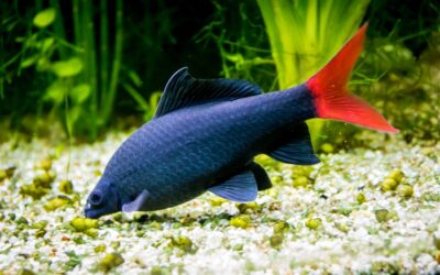Red-tailed Black Shark