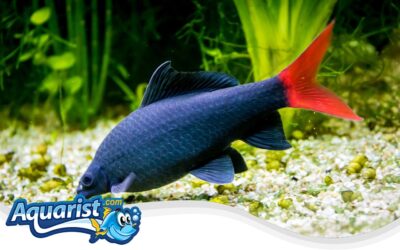 Red-tailed Black Shark