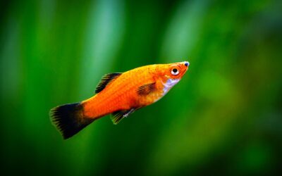 Red Wagtail Platy