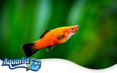 Red Wagtail Platy