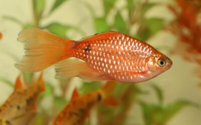 Rosy Barb
