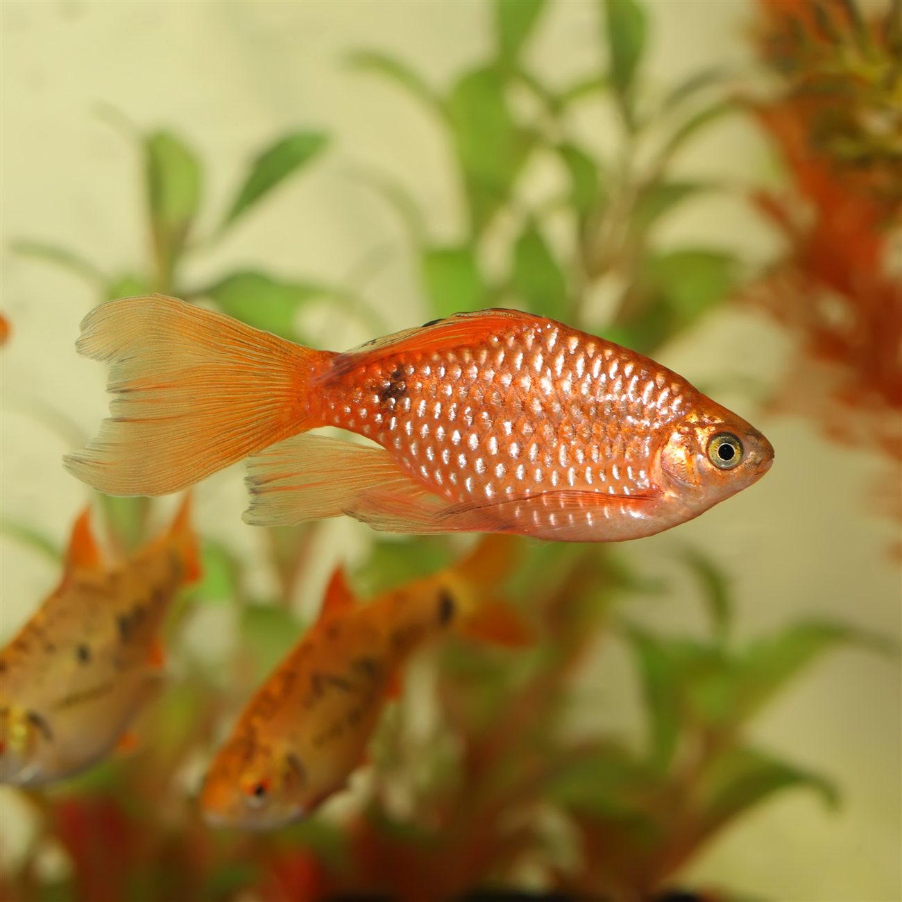 Rosy Barb (Pethia conchonius) in a freshwater aquarium