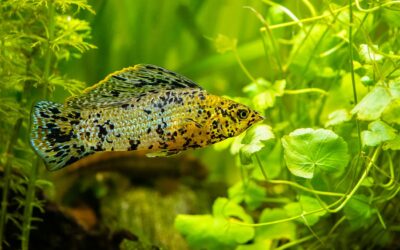 Sailfin Molly