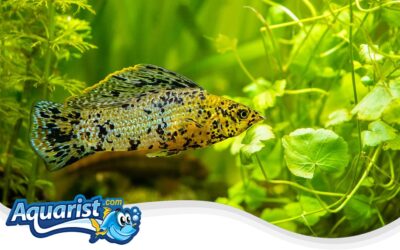 Sailfin Molly