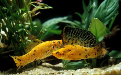 Sailfin Molly
