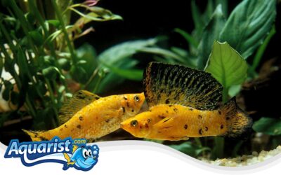 Sailfin Molly