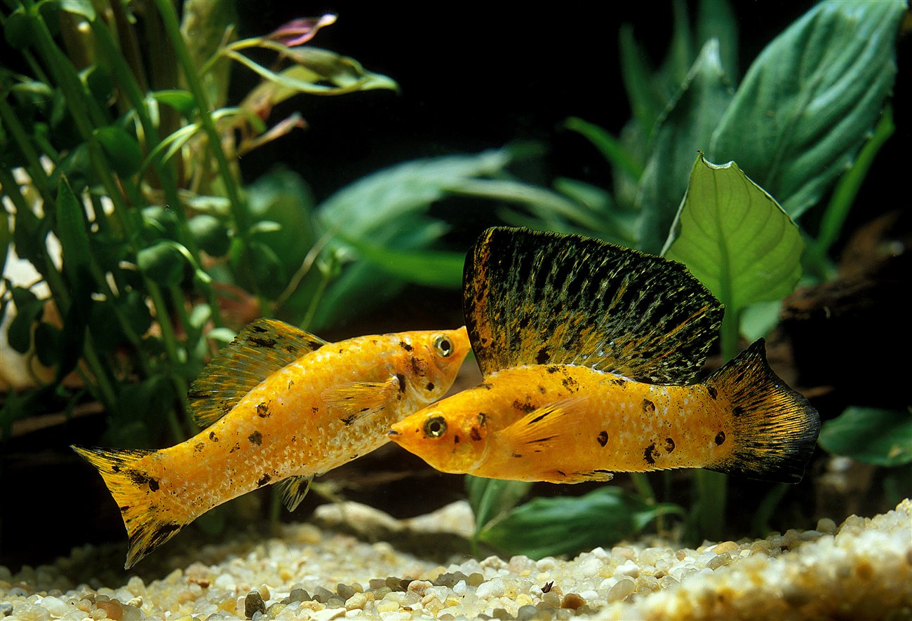 Sailfin Molly – Poecilia velifera Sailfin Molly (Poecilia velifera) in a freshwater aquarium