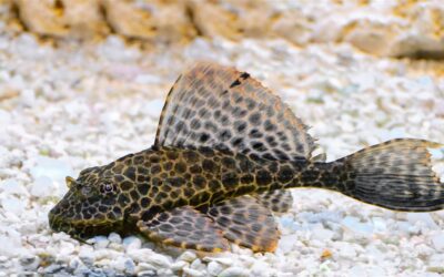 Sailfin Pleco