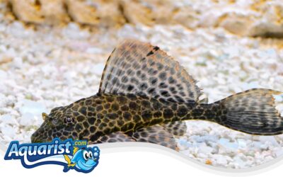 Sailfin Pleco