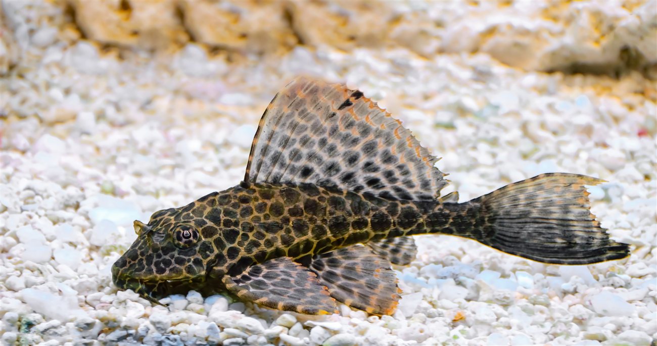Sailfin Pleco – Pterygoplichthys gibbiceps Sailfin Pleco (Pterygoplichthys gibbiceps) in a freshwater aquarium