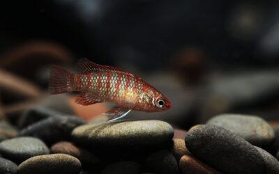 Scarlet Badis