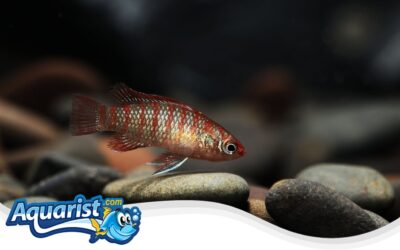Scarlet Badis