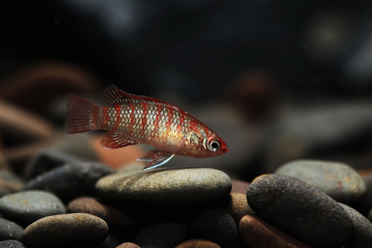 Scarlet Badis – Dario dario Scarlet Badis (Dario dario) in a freshwater aquarium