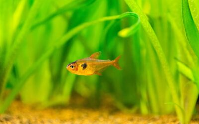 Serpae Tetra