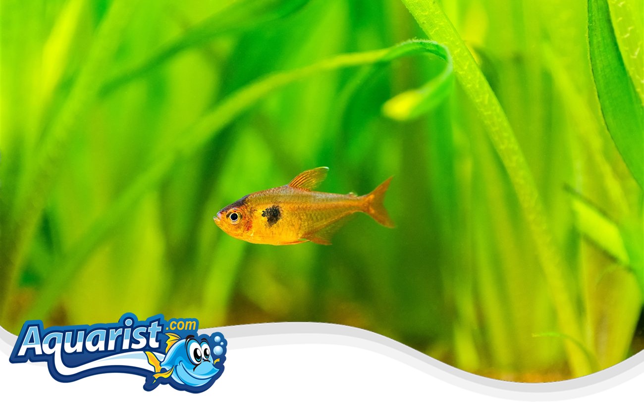 Serpae Tetra (Hyphessobrycon eques) in a freshwater aquarium