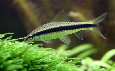 Siamese Algae Eater
