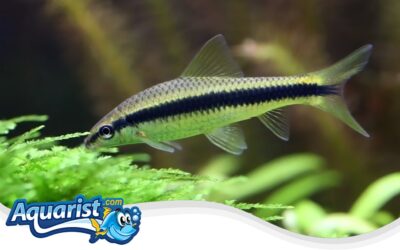 Siamese Algae Eater